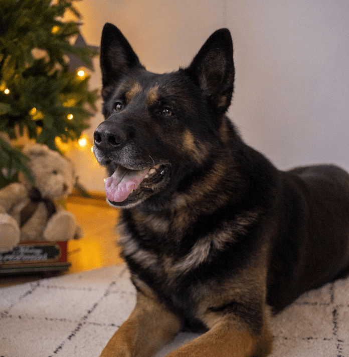 A German Shephard