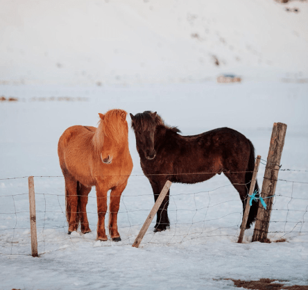 Iceland horses near the fencing of a snowy pasture